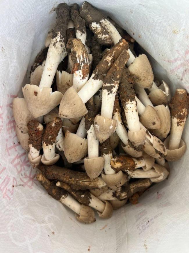 菌中之王火了 最贵卖到每公斤1800元 杭州人凌晨出动挖菌忙
